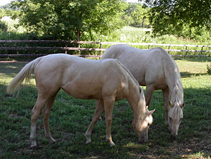 Palomino Filly in Keeneland Sale Palomino Filly in Keeneland Sale