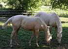 Palomino Filly in Keeneland Sale Palomino Filly in Keeneland Sale