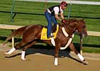 Kentucky Derby by the Numbers: Dosage Dilemma Kentucky Derby by the Numbers: Dosage Dilemma