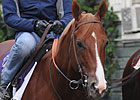 Square Eddie Back to Stud