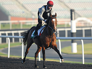 St Nicholas Abbey Has Best Week Since Surgery St Nicholas Abbey Has Best Week Since Surgery