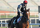 Irish Star St Nicholas Abbey Dies From Colic Irish Star St Nicholas Abbey Dies From Colic