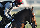 St Nicholas Abbey 'Best He Has Been' St Nicholas Abbey 'Best He Has Been'