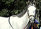 Stardom Bound is Fasig-Tipton Bound