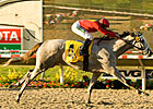 Seeking Stardom in Oak Leaf