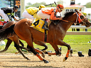 Contessa Resumes Pimlico Roll in Sprint Contessa Resumes Pimlico Roll in Sprint