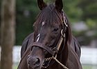 Japan's Stay Gold, Sired Orfevre, Dead at 21 Japan's Stay Gold, Sired Orfevre, Dead at 21