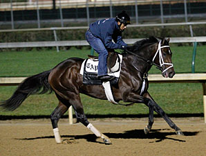 Stay Thirsty to Stand at Ashford When Retired Stay Thirsty to Stand at Ashford When Retired