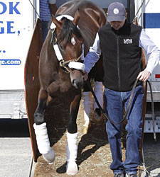 Stay Thirsty, Shackleford Arrive at Churchill Stay Thirsty, Shackleford Arrive at Churchill