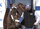 Stay Thirsty, Shackleford Arrive at Churchill