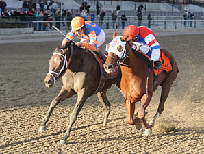 Stay Thirsty Nips Groupie Doll in Cigar Mile Stay Thirsty Nips Groupie Doll in Cigar Mile