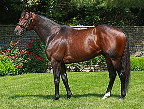 Stay Thirsty Sires First Foal Stay Thirsty Sires First Foal