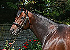 Stay Thirsty Sires First Foal Stay Thirsty Sires First Foal