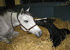 Stellar Rain: Devon Lane's Heir Apparent? Stellar Rain: Devon Lane's Heir Apparent?