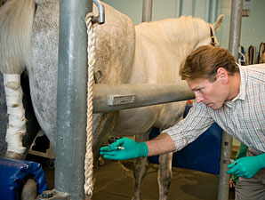 New UC-Davis Stem Cell Lab Focuses on Horses New UC-Davis Stem Cell Lab Focuses on Horses