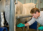 New UC-Davis Stem Cell Lab Focuses on Horses