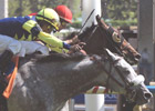 Sterwins Nips Rahy's Attorney, Sets Turf Mark