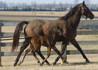 Storm Surge's First Foal Storm Surge's First Foal