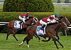 Stormalory Euthanized After Leg Fractures Stormalory Euthanized After Leg Fractures