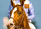 Stormello Sires First Winner Stormello Sires First Winner