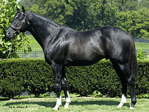 Stormin Fever Filly Shines at OBS Stormin Fever Filly Shines at OBS