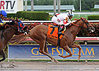 Storming Inti Makes Graded Bow in Palm Beach Storming Inti Makes Graded Bow in Palm Beach