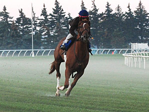 Stormy Lord Favored in President's Cup Return Stormy Lord Favored in President's Cup Return