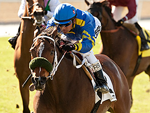 Santa Barbara Pits Stormy Lucy, Customer Base Santa Barbara Pits Stormy Lucy, Customer Base