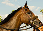 Vinery's Street Hero to Shuttle to Australia