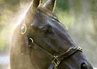 Street Sense Works at Saratoga