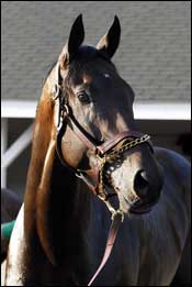 Street Sense and Curlin Work Toward Breeders' Cup Street Sense and Curlin Work Toward Breeders' Cup