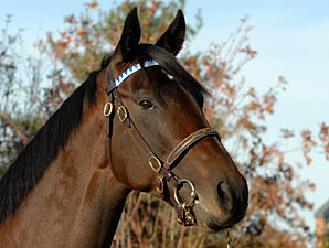 Young Darley Stallions Have 1st Foals Young Darley Stallions Have 1st Foals