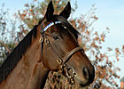 Young Darley Stallions Have 1st Foals Young Darley Stallions Have 1st Foals