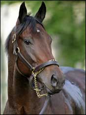 Street Sense Works Four Furlongs in :48.40 Street Sense Works Four Furlongs in :48.40