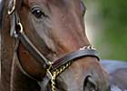 Street Sense Works in 1:02 at Churchill
