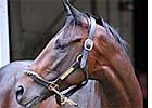 Street Sense Tunes Up for Kentucky Cup Classic