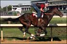 Street Sense, Curlin Work at Churchill Downs