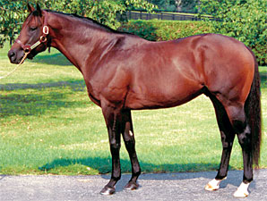 Strong Hope Colt Wins in England Strong Hope Colt Wins in England