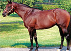 Strong Hope Colt Wins in England Strong Hope Colt Wins in England