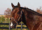 First Foal for Student Council