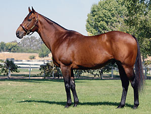 First Winner for French Champ Suances First Winner for French Champ Suances