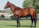 First Winner for French Champ Suances First Winner for French Champ Suances