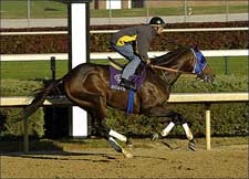 Classic Pedigree Profile: Suave Classic Pedigree Profile: Suave