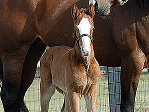 First Foal for Millionaire Suave First Foal for Millionaire Suave
