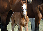 First Foal for Millionaire Suave First Foal for Millionaire Suave
