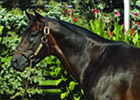 Successful Appeal to Stand for $17,500