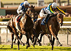 Suggestive Boy Wins Kilroe Mile Thriller Suggestive Boy Wins Kilroe Mile Thriller