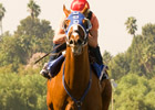 Summer Bird Works Between Races at Oak Tree