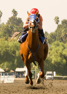 Summer Bird Works Between Races at Oak Tree Summer Bird Works Between Races at Oak Tree
