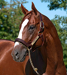 Belmont Winner Summer Bird Dies in Japan Belmont Winner Summer Bird Dies in Japan